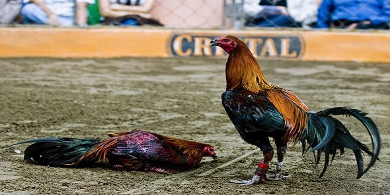 Cách để tìm ra các giống gà đá hay