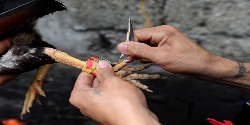 Một vài lưu ý khi chăm sóc gà