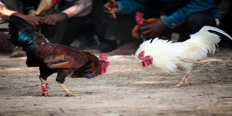 Cách chăm sóc gà trong chế độ dinh dưỡng